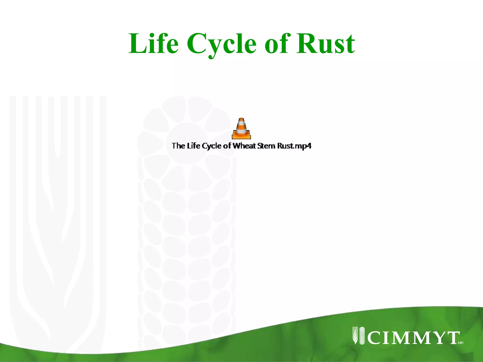 Life Cycle of Rust
 