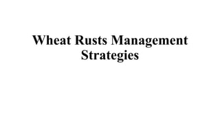 Wheat Rusts Management
Strategies
 