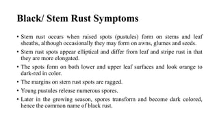 Wheat Rusts Management Strategies.pptx