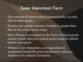 Some Important Facts The amount of wheat traded internationally exceeds that of other grains . Protein and caloric content of wheat is greater than that of any other cereal crops. Most Wheat is consumed in the form of baked goods mainly bread, therefore wheat grains must be milled before consumed . Wheat is also important as an ingrediant in compound feedstuffs,starch production, and as a feedstock for ethanol formation. 