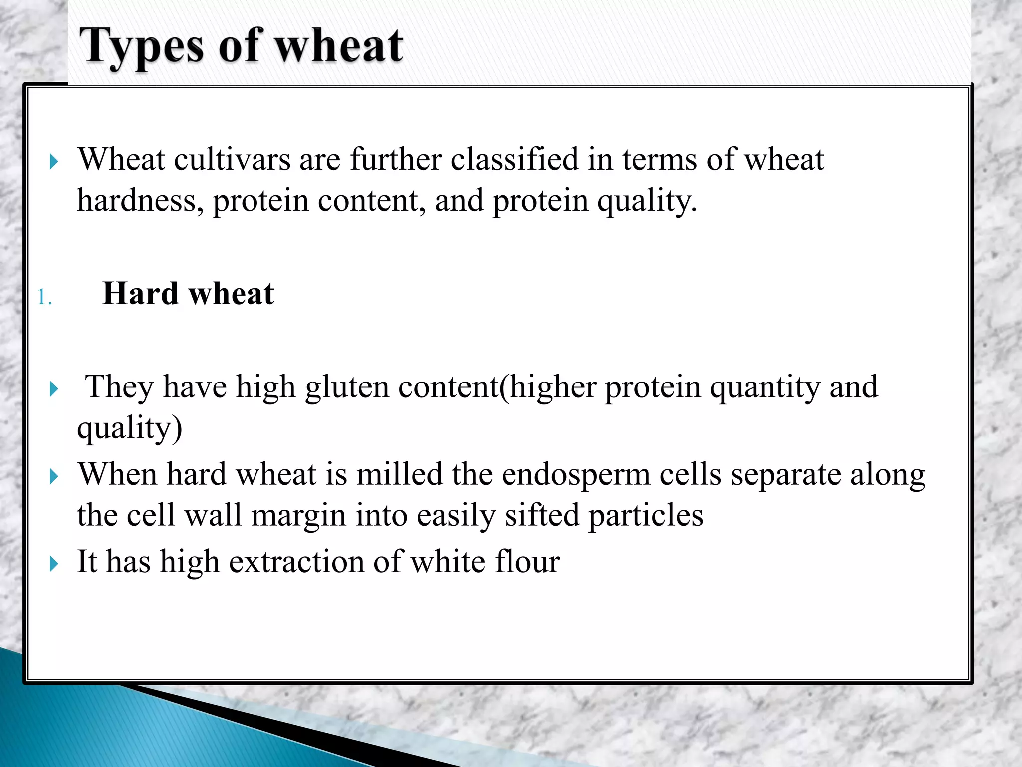  Wheat cultivars are further classified in terms of wheat
hardness, protein content, and protein quality.
1. Hard wheat
 They have high gluten content(higher protein quantity and
quality)
 When hard wheat is milled the endosperm cells separate along
the cell wall margin into easily sifted particles
 It has high extraction of white flour
 