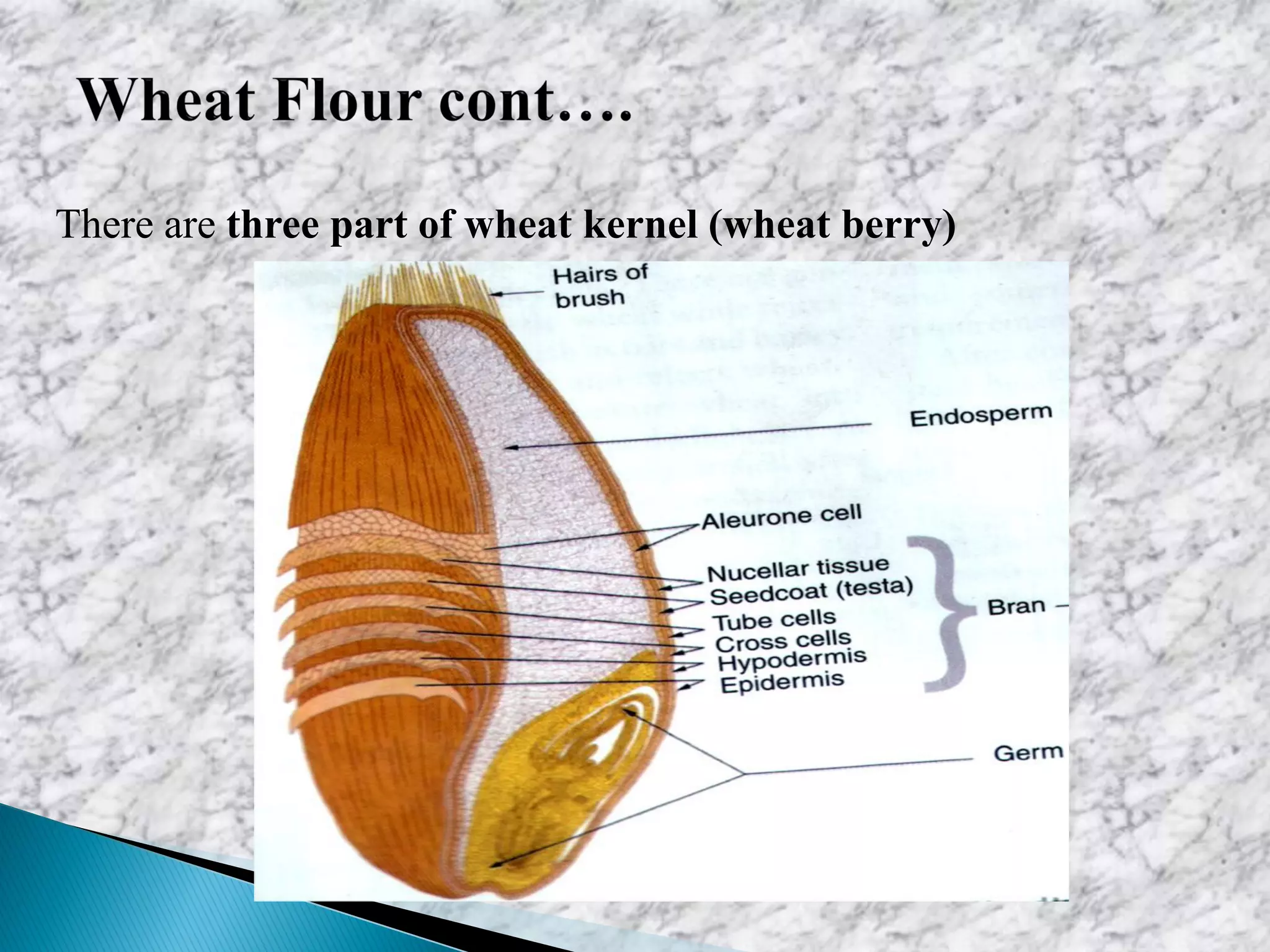 There are three part of wheat kernel (wheat berry)
 