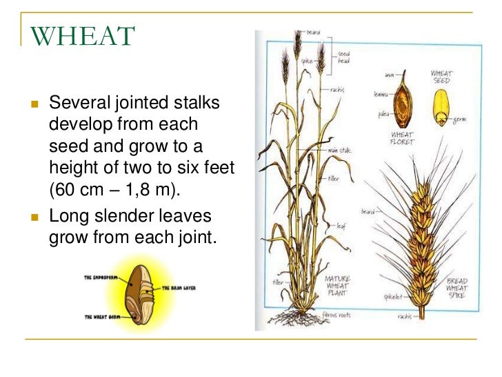 Wheat as an nutritional ingredient.