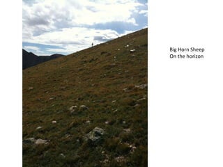 Big Horn Sheep On the horizon 