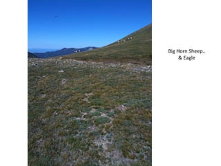 Big Horn Sheep.. & Eagle 