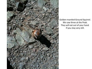 Golden-mantled Ground Squirrel. We saw three at the Peak. They will eat out of your hand  if you stay very still. 