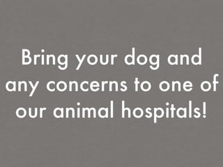 When is your Pet is too Hot!! Toronto Veterinarians