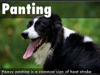 Photo by SFB579 Sadhu Sadhu Sadhu - Creative Commons Attribution License https://www.flickr.com/photos/50826080@N00 Created with Haiku Deck
 