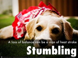 Photo by Dan Queiroz - Creative Commons Attribution License https://www.flickr.com/photos/79565834@N00 Created with Haiku Deck
 