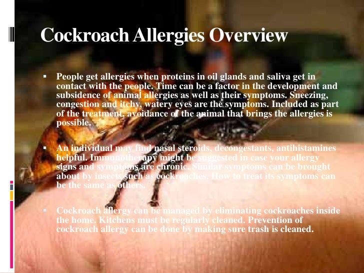 cockroach allergy cockroach allergy