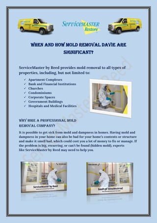 When and How Mold Removal Davie Are
Significant?
 