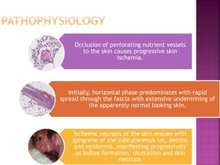 Occlusion of perforating nutrient vessels
to the skin causes progressive skin
ischemia.
Initially, horizontal phase predominates with rapid
spread through the fascia with extensive undermining of
the apparently normal looking skin.
Ischemic necrosis of the skin ensues with
gangrene of the subcutaneous fat, dermis
and epidermis, manifesting progressively
as bullae formation, ulceration and skin
necrosis
 