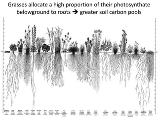 Grasses allocate a high proportion of their photosynthate
belowground to roots  greater soil carbon pools

 