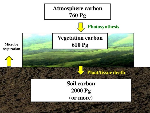 Whendee Silver Soil Whendee Silver Soil