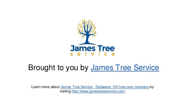 james tree service 8 brought to you by james tree service when does need removed james tree service 8 brought to you by james tree service when does need removed