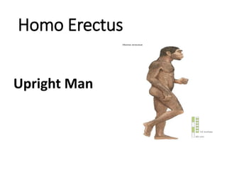 Homo Erectus
Upright Man
 