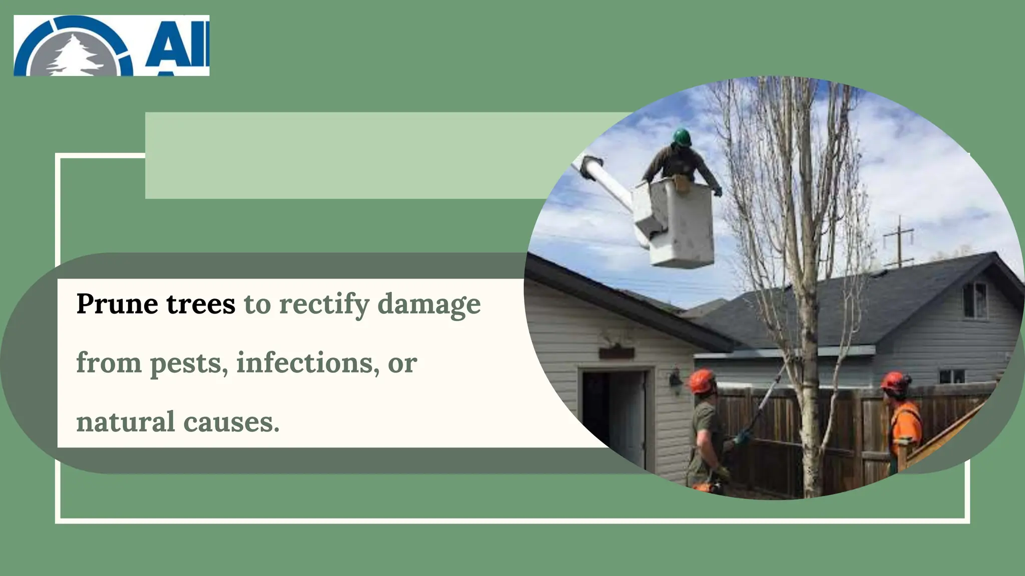 Prune trees to rectify damage
from pests, infections, or
natural causes.
 