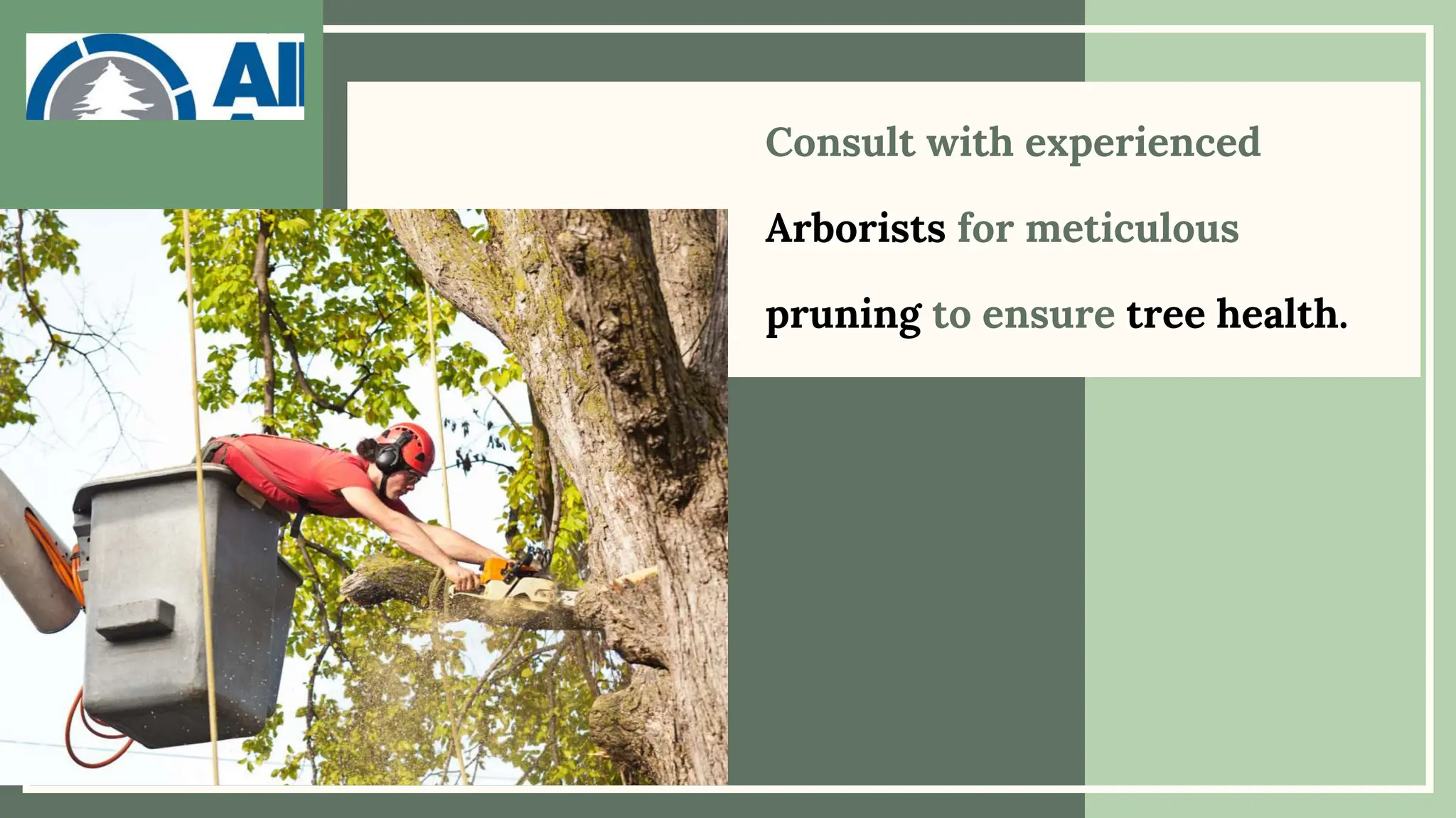 Consult with experienced
Arborists for meticulous
pruning to ensure tree health.
 