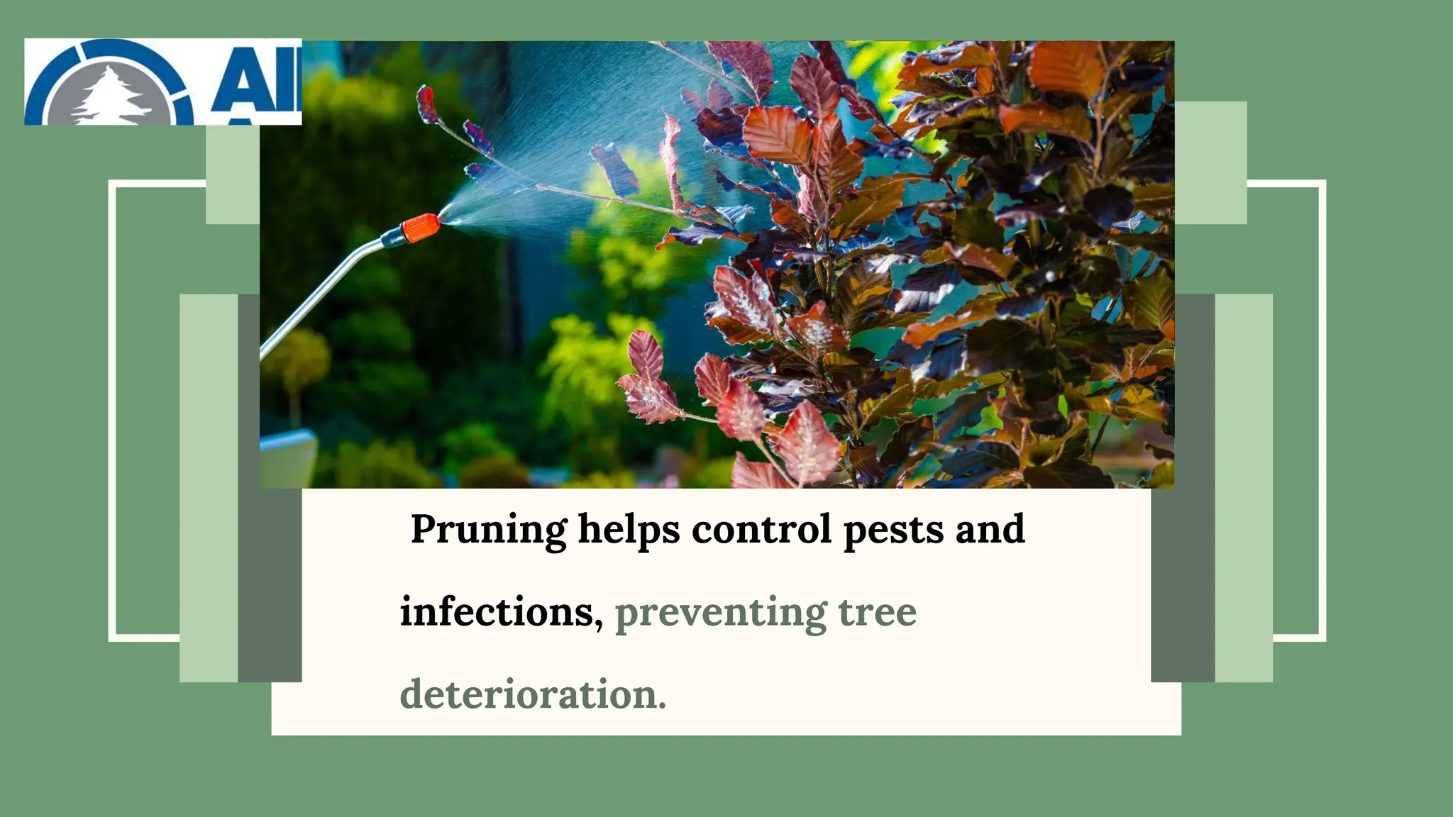 Pruning helps control pests and
infections, preventing tree
deterioration.
 