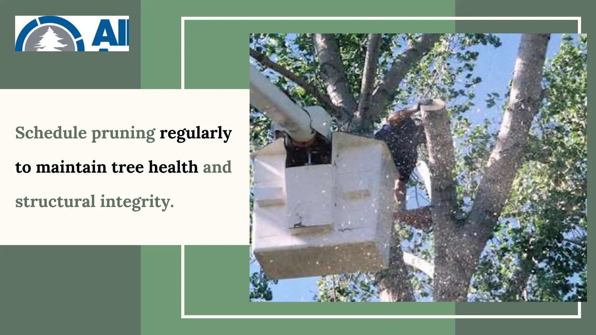 Schedule pruning regularly
to maintain tree health and
structural integrity.
 