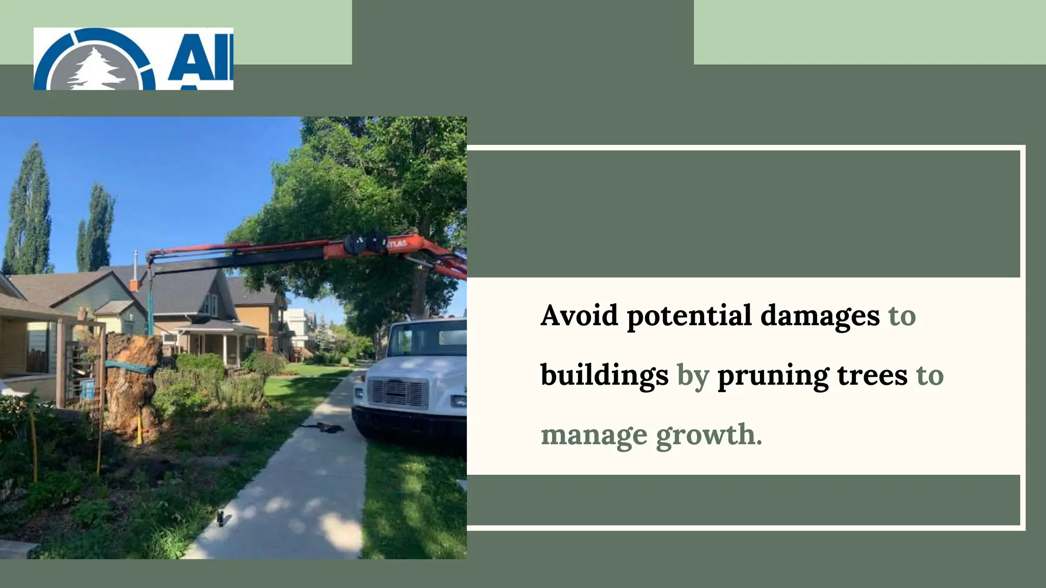 Avoid potential damages to
buildings by pruning trees to
manage growth.
 