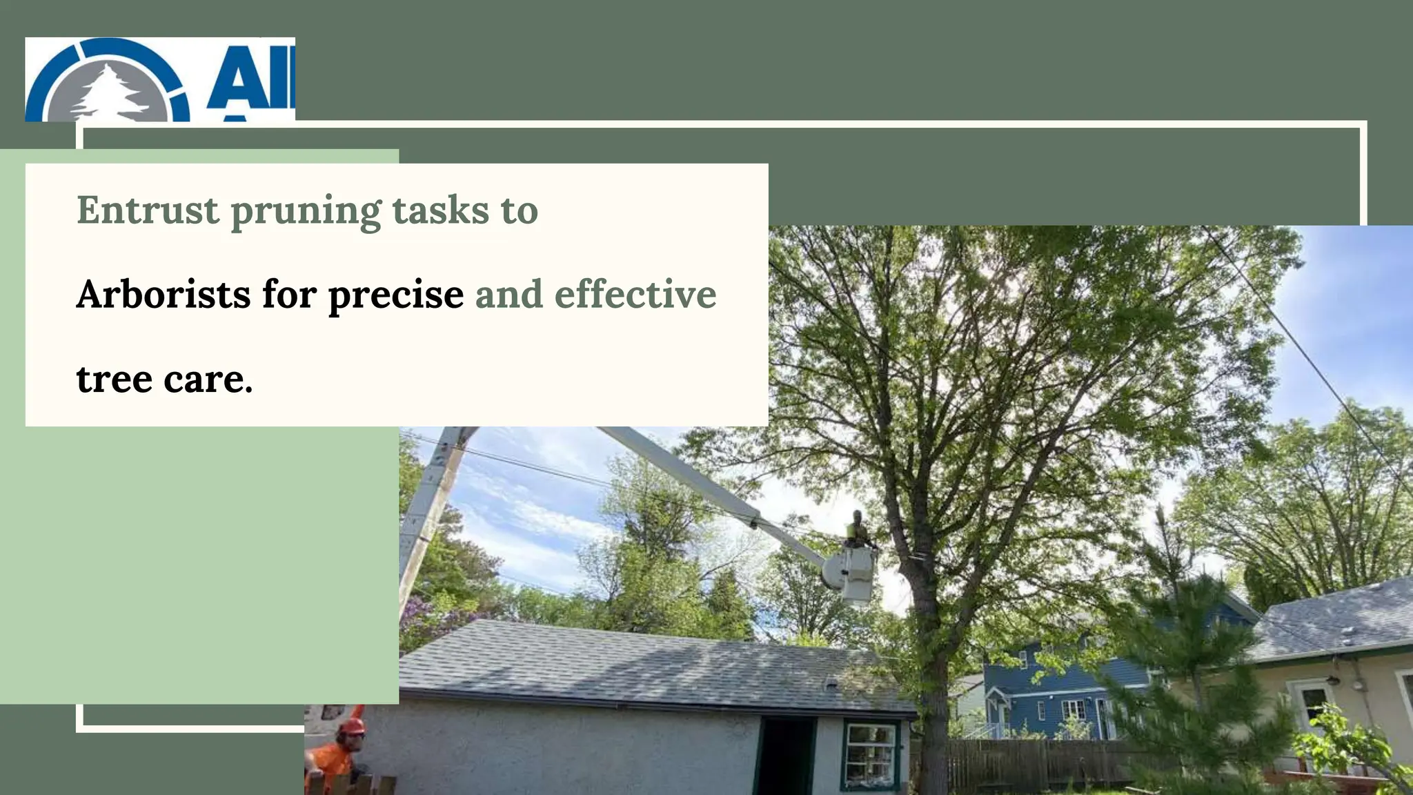 Entrust pruning tasks to
Arborists for precise and effective
tree care.
 