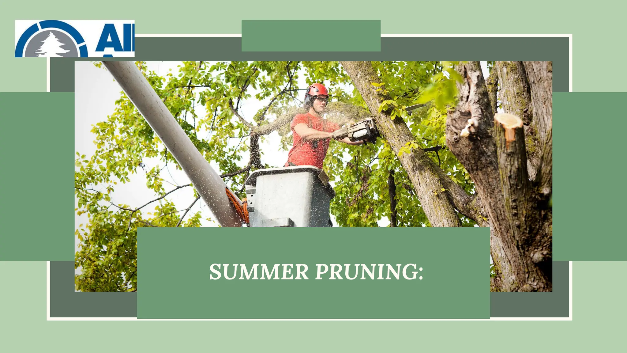 SUMMER PRUNING:
 
