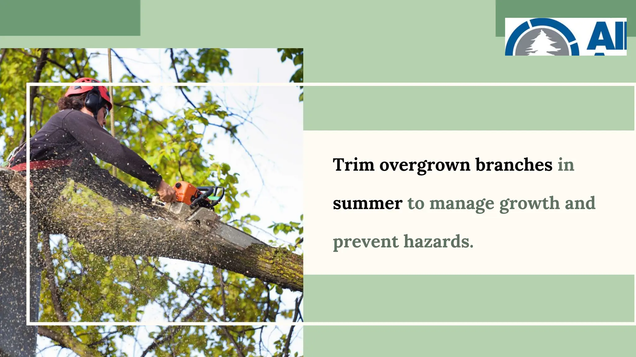 Trim overgrown branches in
summer to manage growth and
prevent hazards.
 