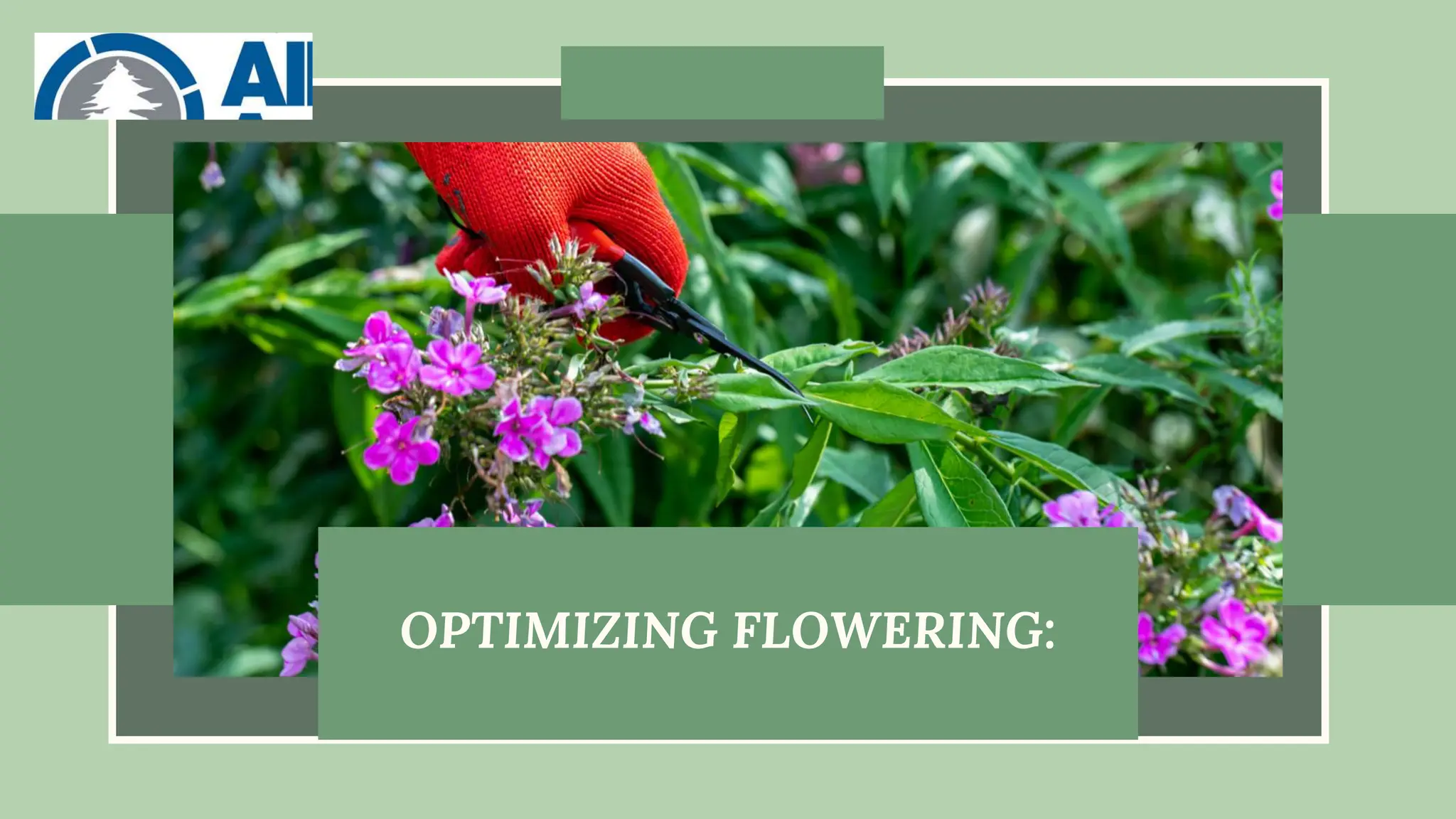 OPTIMIZING FLOWERING:
 