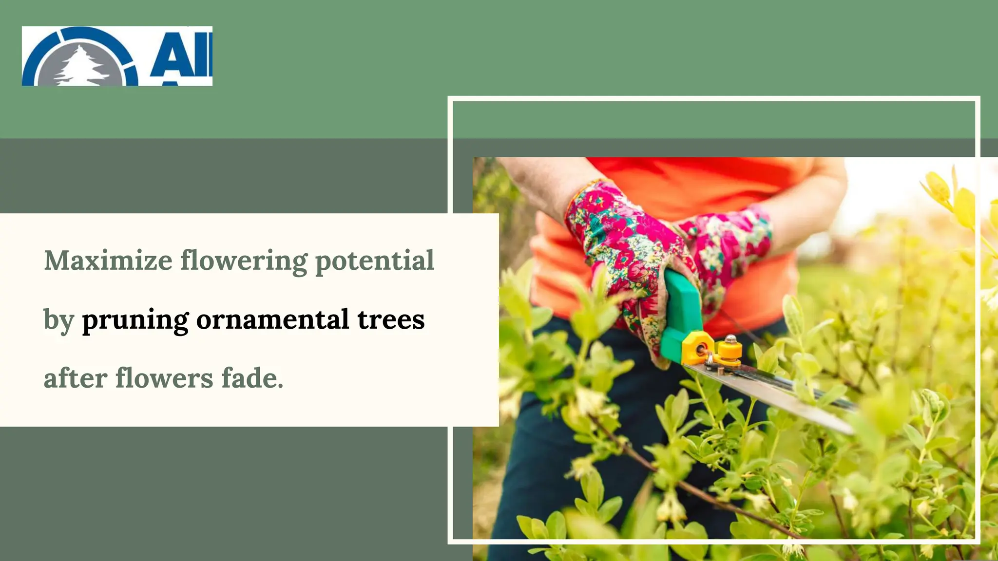 Maximize flowering potential
by pruning ornamental trees
after flowers fade.
 