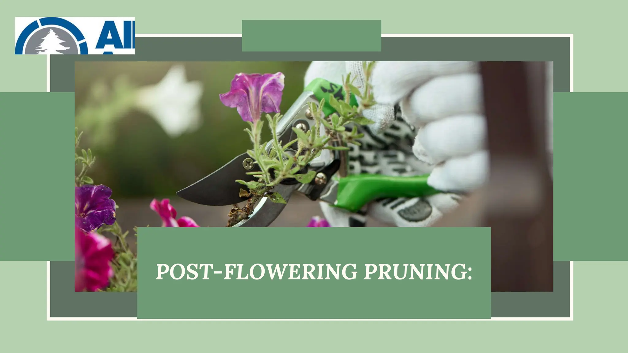 POST-FLOWERING PRUNING:
 