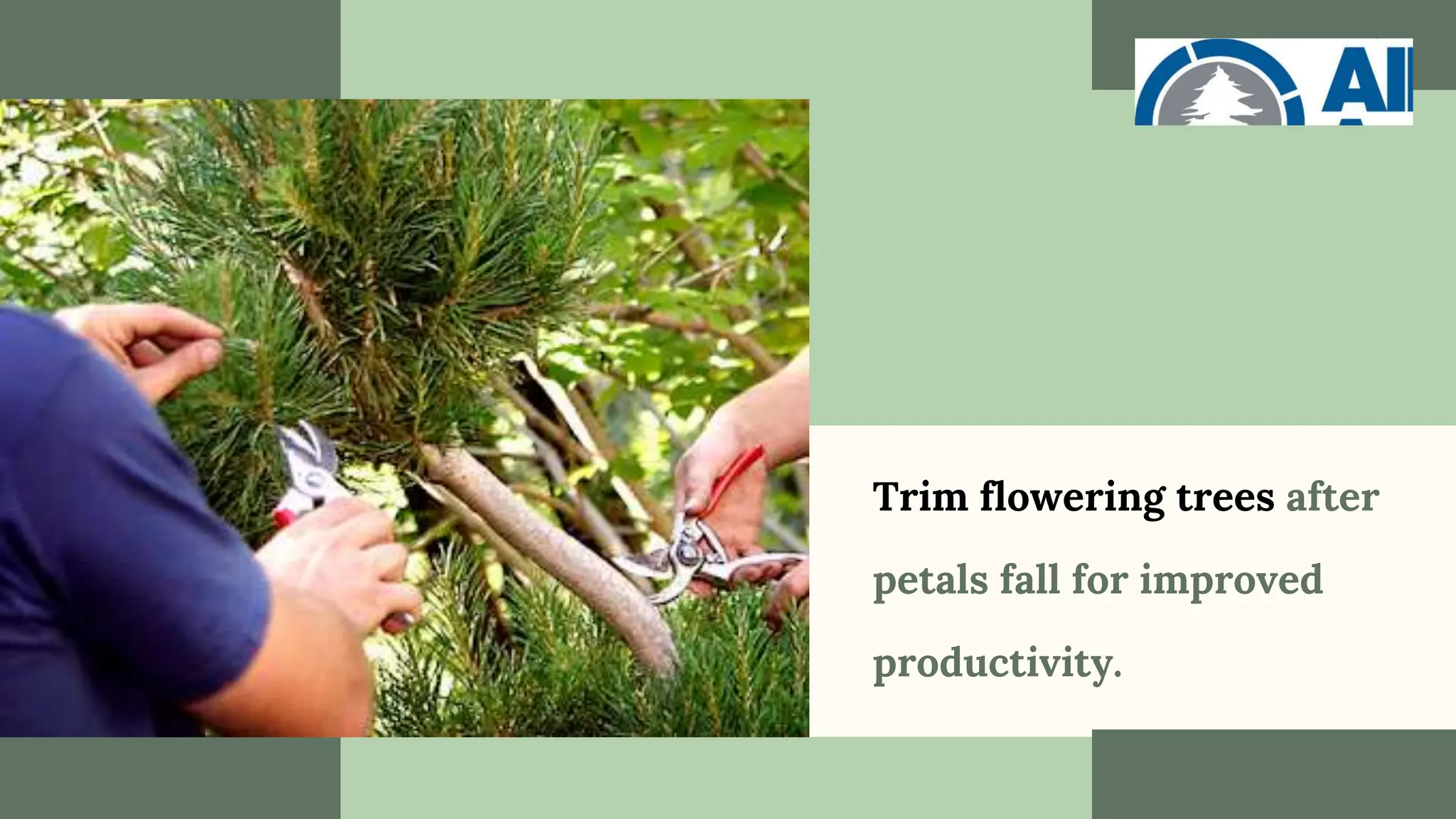 Trim flowering trees after
petals fall for improved
productivity.
 