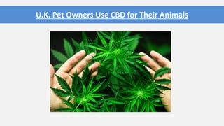 U.K. Pet Owners Use CBD for Their Animals
 