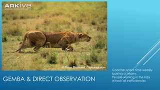 GEMBA & DIRECT OBSERVATION
Coaches spent time weekly
looking at teams.
People working in the labs
Attack all inefficiencies
 