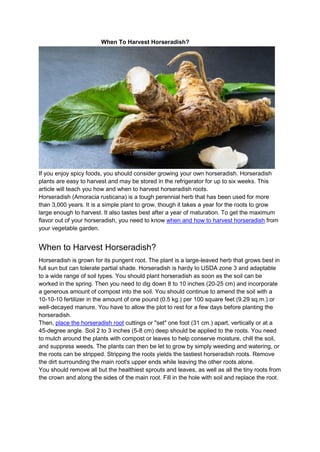 When To Harvest Horseradish?
If you enjoy spicy foods, you should consider growing your own horseradish. Horseradish
plants are easy to harvest and may be stored in the refrigerator for up to six weeks. This
article will teach you how and when to harvest horseradish roots.
Horseradish (Amoracia rusticana) is a tough perennial herb that has been used for more
than 3,000 years. It is a simple plant to grow, though it takes a year for the roots to grow
large enough to harvest. It also tastes best after a year of maturation. To get the maximum
flavor out of your horseradish, you need to know when and how to harvest horseradish from
your vegetable garden.
When to Harvest Horseradish?
Horseradish is grown for its pungent root. The plant is a large-leaved herb that grows best in
full sun but can tolerate partial shade. Horseradish is hardy to USDA zone 3 and adaptable
to a wide range of soil types. You should plant horseradish as soon as the soil can be
worked in the spring. Then you need to dig down 8 to 10 inches (20-25 cm) and incorporate
a generous amount of compost into the soil. You should continue to amend the soil with a
10-10-10 fertilizer in the amount of one pound (0.5 kg.) per 100 square feet (9.29 sq.m.) or
well-decayed manure. You have to allow the plot to rest for a few days before planting the
horseradish.
Then, place the horseradish root cuttings or "set" one foot (31 cm.) apart, vertically or at a
45-degree angle. Soil 2 to 3 inches (5-8 cm) deep should be applied to the roots. You need
to mulch around the plants with compost or leaves to help conserve moisture, chill the soil,
and suppress weeds. The plants can then be let to grow by simply weeding and watering, or
the roots can be stripped. Stripping the roots yields the tastiest horseradish roots. Remove
the dirt surrounding the main root's upper ends while leaving the other roots alone.
You should remove all but the healthiest sprouts and leaves, as well as all the tiny roots from
the crown and along the sides of the main root. Fill in the hole with soil and replace the root.
 