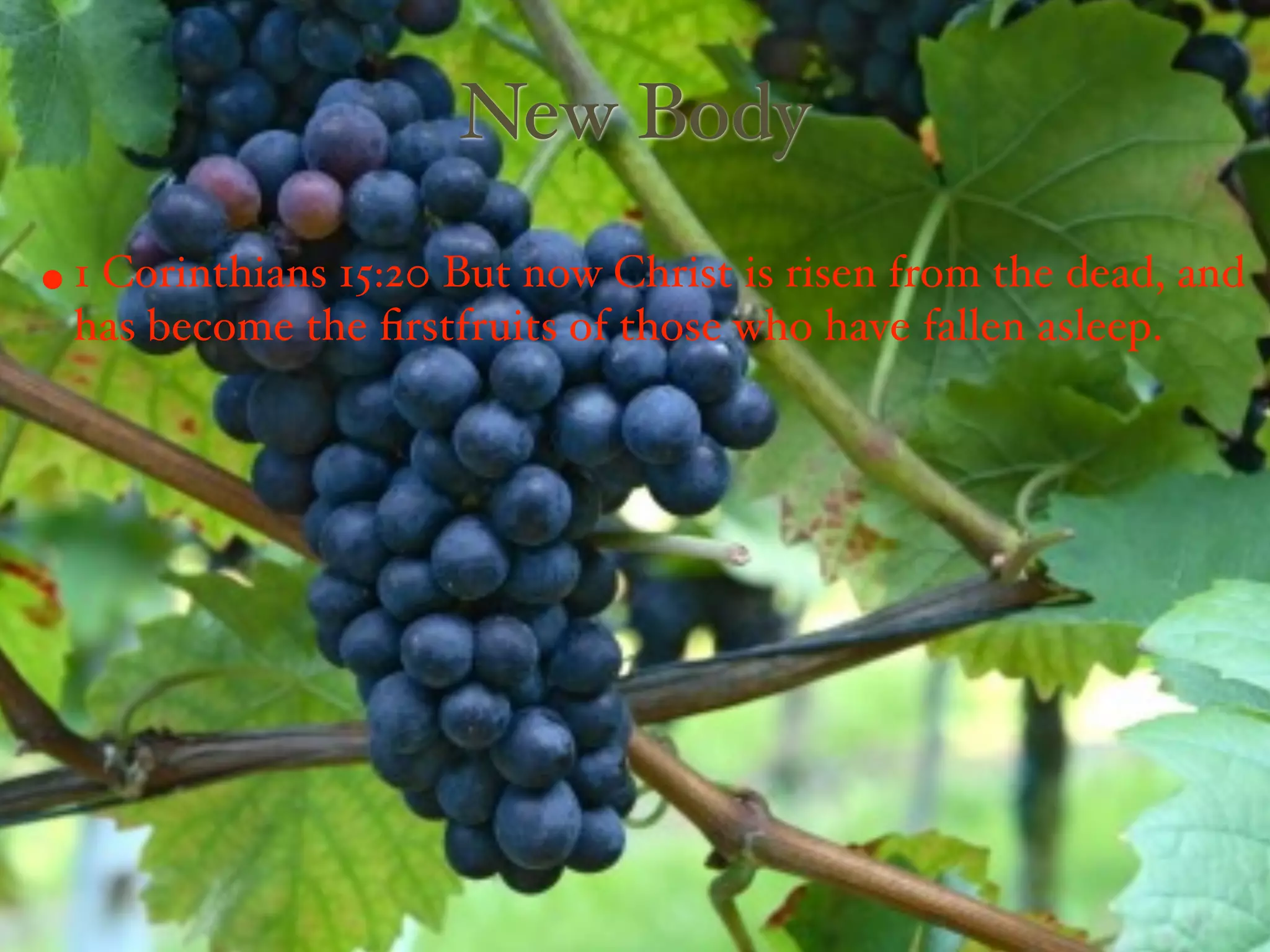 New Body
• 1 Corinthians 15:20 But now Christ is risen from the dead, and
 has become the ﬁrstfruits of those who have fallen asleep.
 