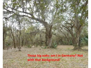 Those big oaks: am I in Germany? Not
with that background!
 