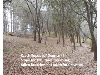 Czech Republic? Denmark?
Slope too flat, trees too young,
fallen branches not taken for firewood.
 