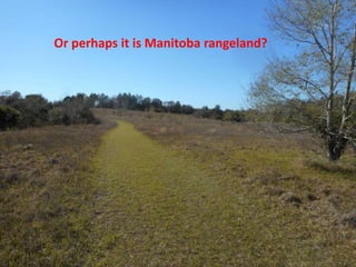 Or perhaps it is Manitoba rangeland?
 