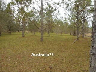 Australia??
 