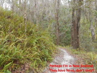 Perhaps I’m in New Zealand.
They have ferns, don’t they?
 