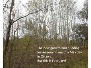 The new growth and budding
leaves remind me of a May day
in Ottawa.
But this is February!
 
