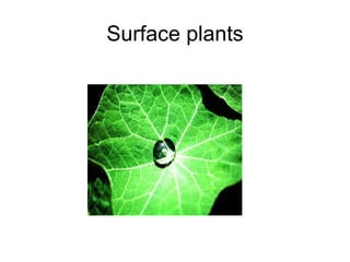 Surface plants 