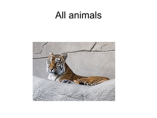 All animals 