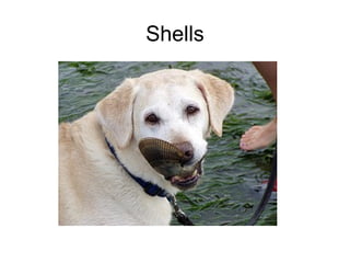 Shells 