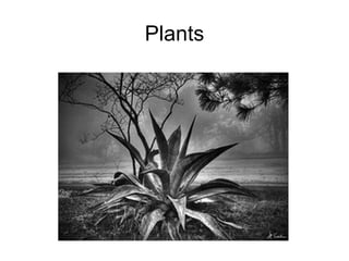 Plants 