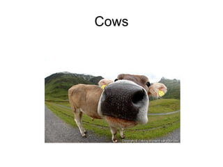 Cows 