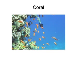 Coral 