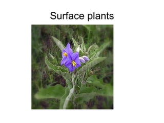 Surface plants 
