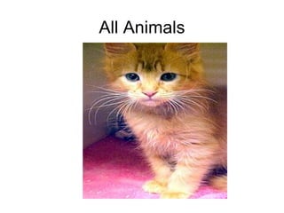 All Animals 